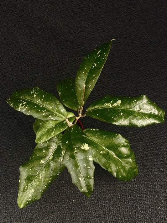 Hoya Sp Aceh Stego