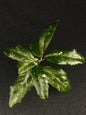 Hoya Sp Aceh Stego
