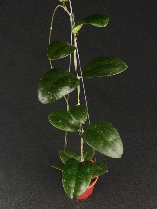 Hoya Cikidang Turtle