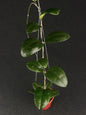 Hoya Cikidang Turtle