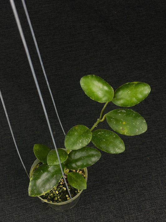 Hoya Waymaniae Albo