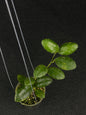 Hoya Waymaniae Albo