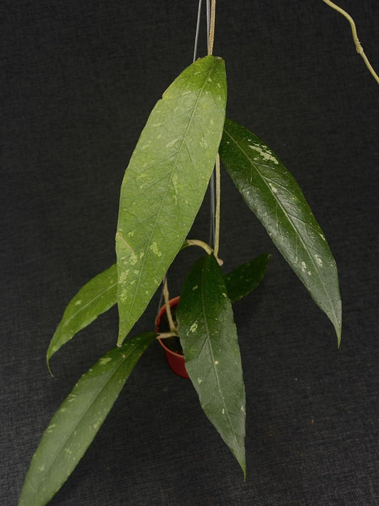 Hoya Sp Aceh Green Blade