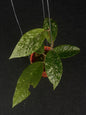 Hoya Sp Aceh Silver Tip