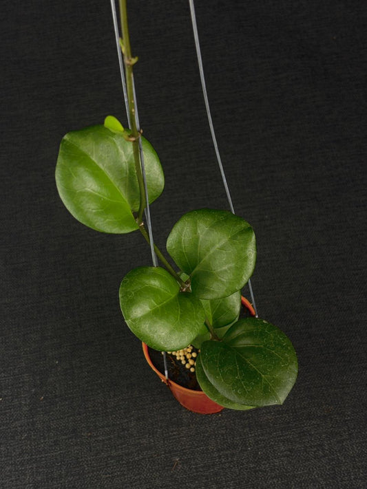Hoya Rhiannon