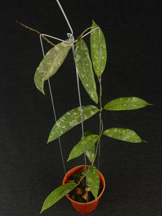 Hoya Kaikoana Splash