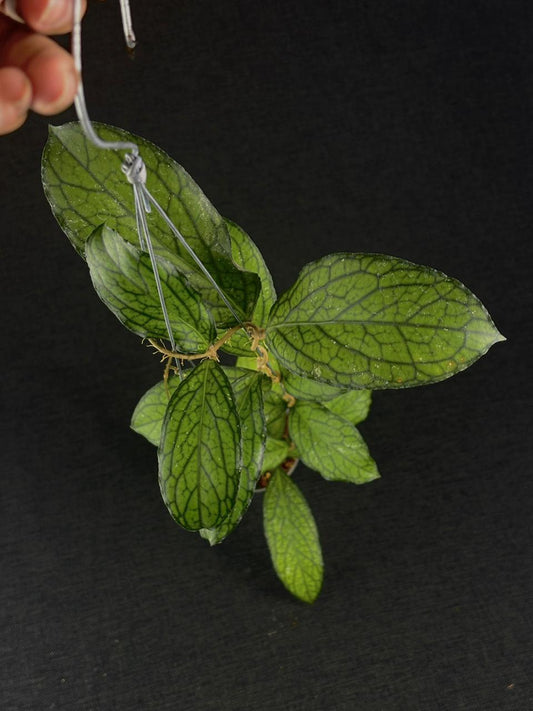 Hoya Sp Limau Kapas