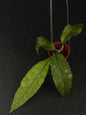 Hoya Clemensiorum Green Shield