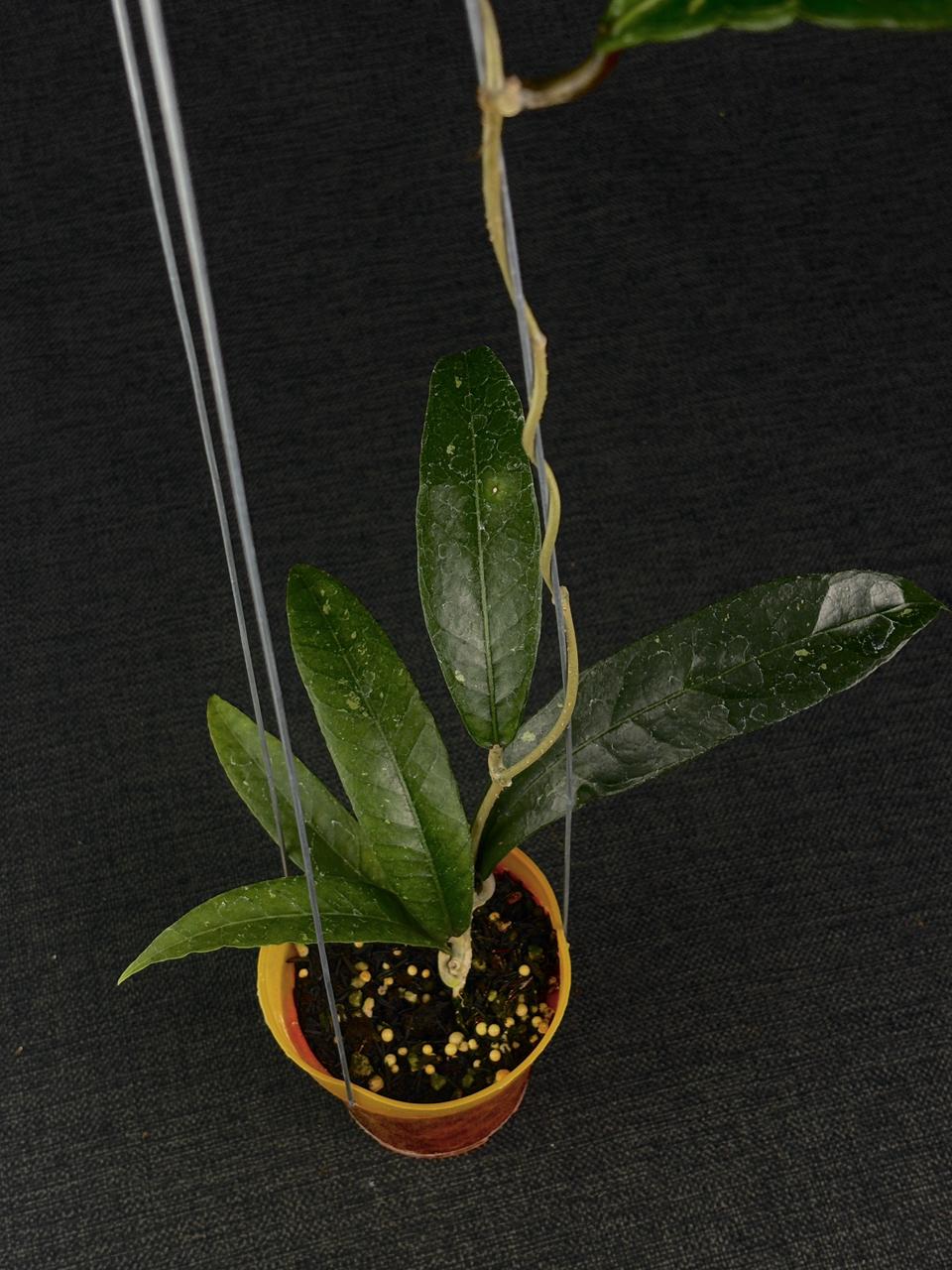 Hoya Sp Aceh Dragon Claw