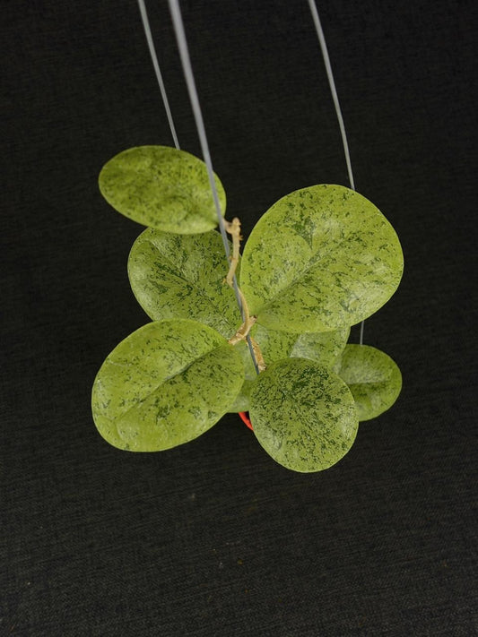 Hoya Sp Kapuas Hulu Silver Round Leaf (XL)