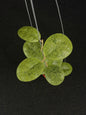 Hoya Sp Kapuas Hulu Silver Round Leaf (XL)