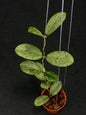 Hoya Meena
