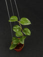 Hoya Little Plu