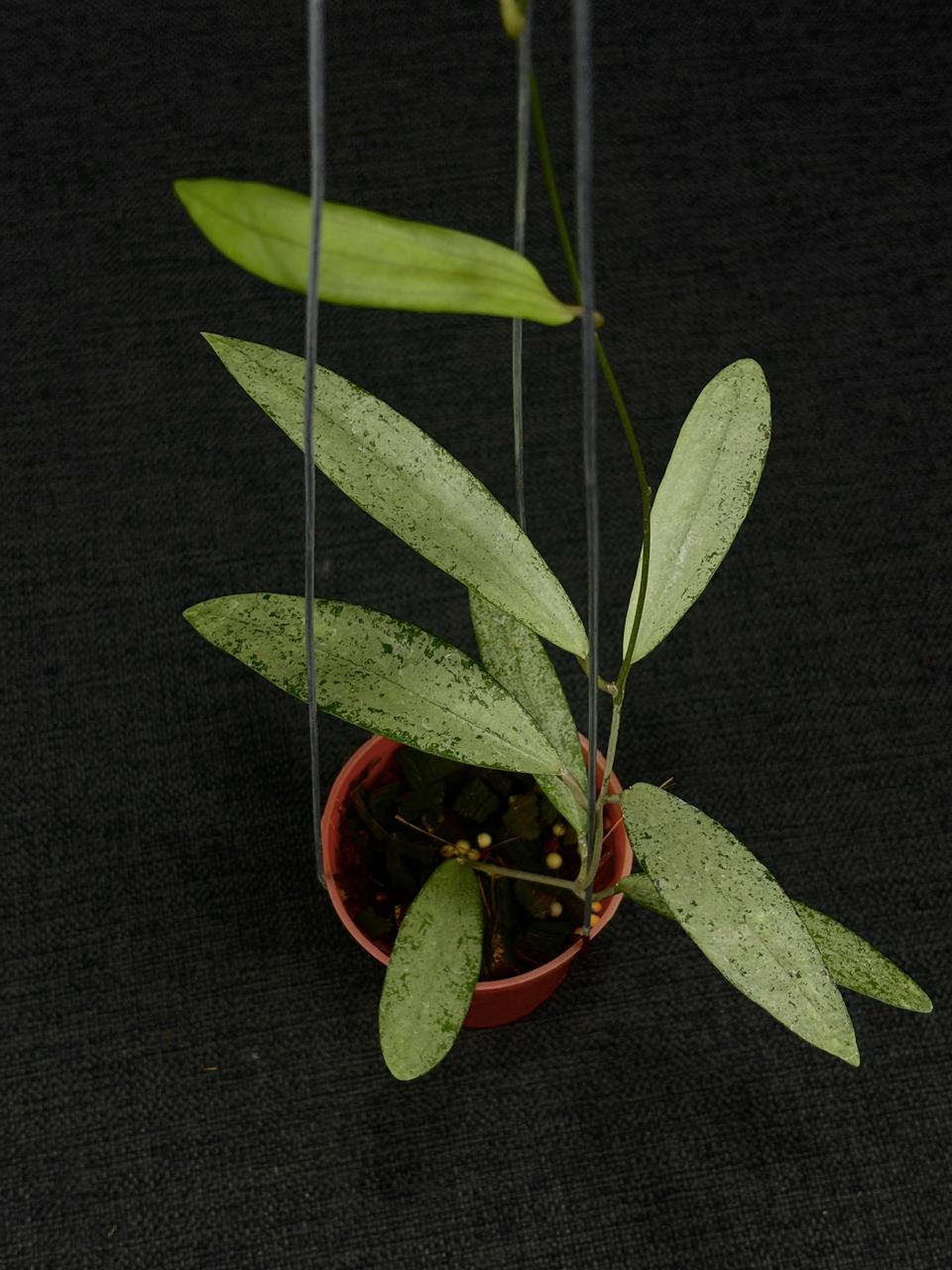 Hoya Bengkulu Silver