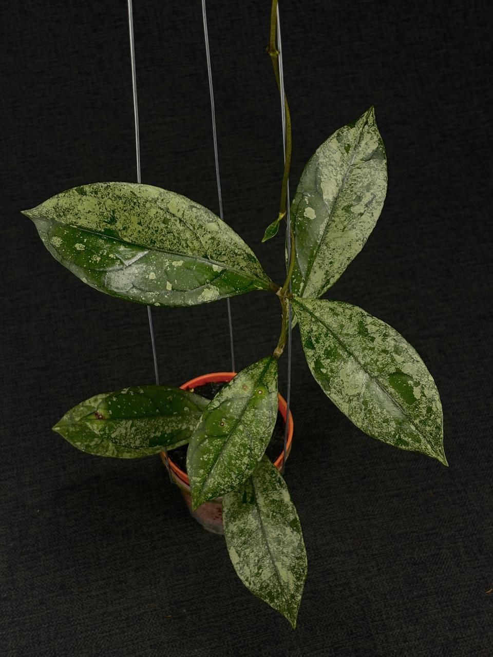 Hoya Clemensiorum Borneo Silver