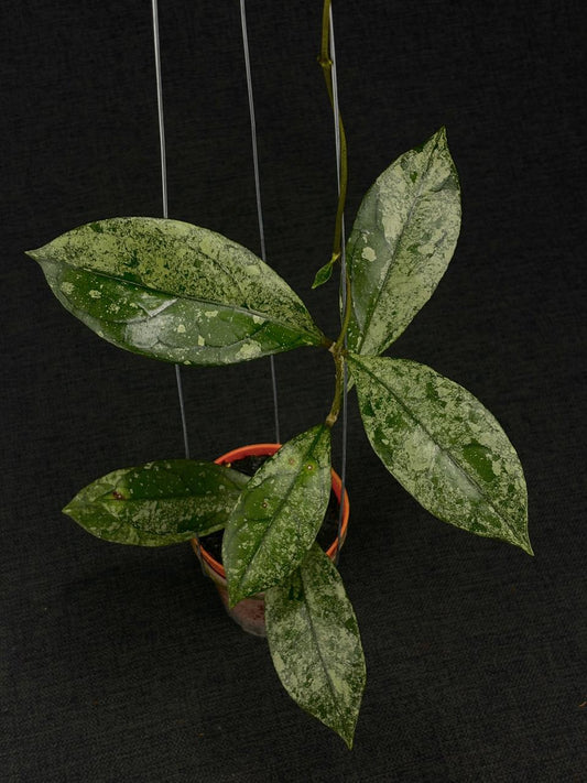 Hoya Clemensiorum Borneo Silver