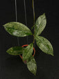 Hoya Clemensiorum Borneo Silver