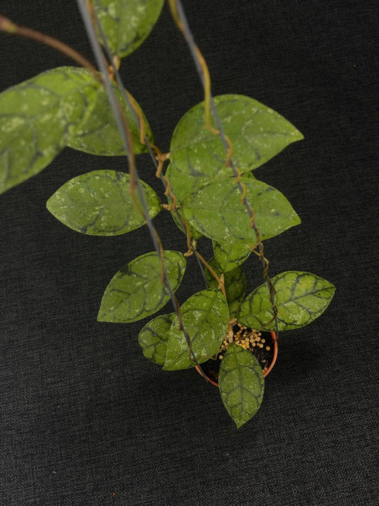 Hoya Callistophylla Black Mini