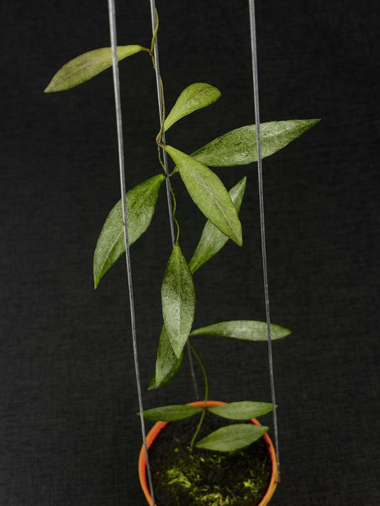 Hoya Beccarii Silver