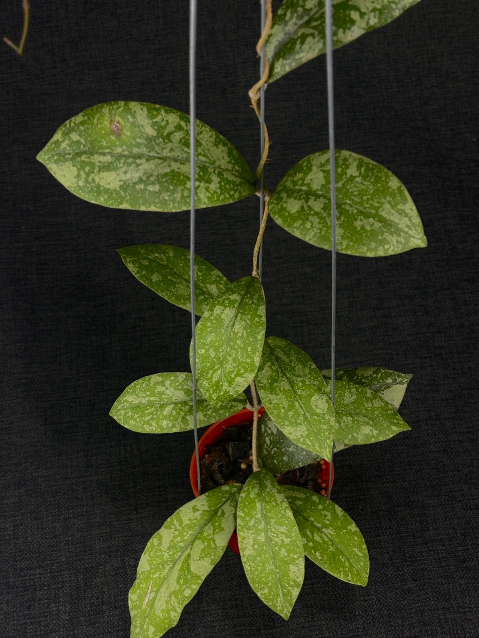 Hoya Polypus Silver (XL)