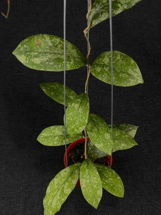 Hoya Polypus Silver (XL)