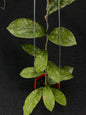 Hoya Polypus Silver (XL)