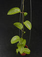 Hoya Latifolia Filea