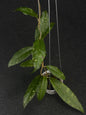 Hoya Sp Aceh Ume Panu Lovers Tears