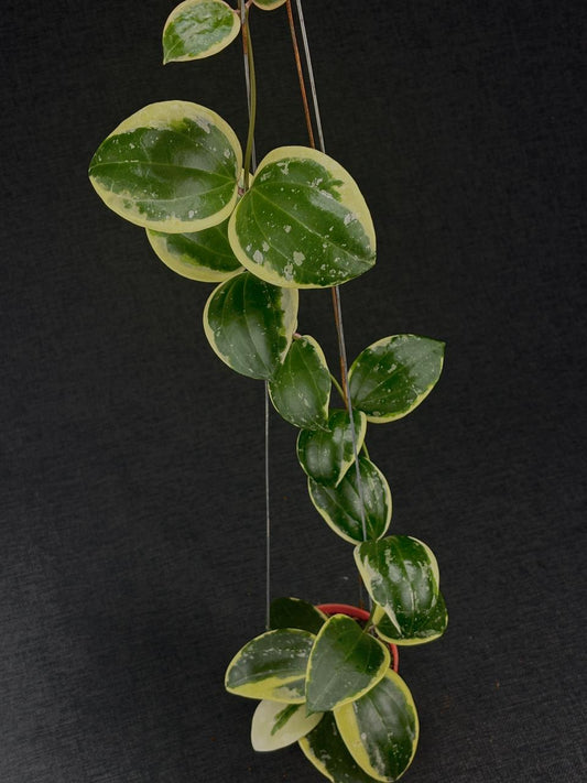 Hoya Latifolia Albo Round Leaf Splash