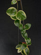 Hoya Latifolia Albo Round Leaf Splash