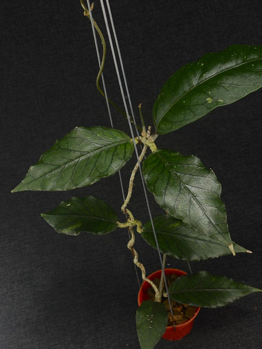 Hoya Sp Aceh Forest Signature
