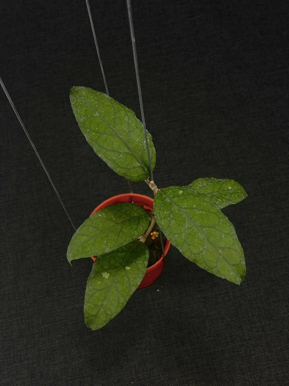 Hoya Sp Aceh Green Elf