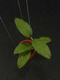 Hoya Sp Aceh Green Elf