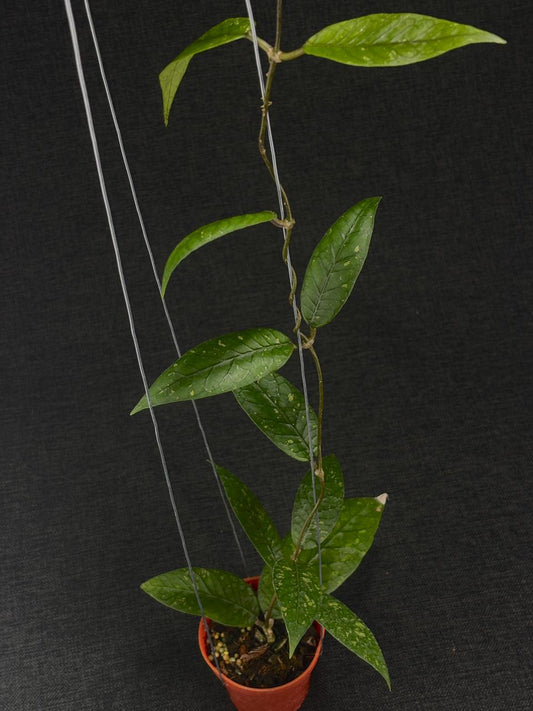 Hoya Sp Aceh Baby Dragon
