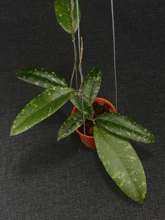 Hoya Sp Aceh Malaking