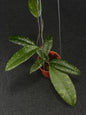 Hoya Sp Aceh Malaking