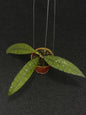 Hoya Clemensiorum Cayman
