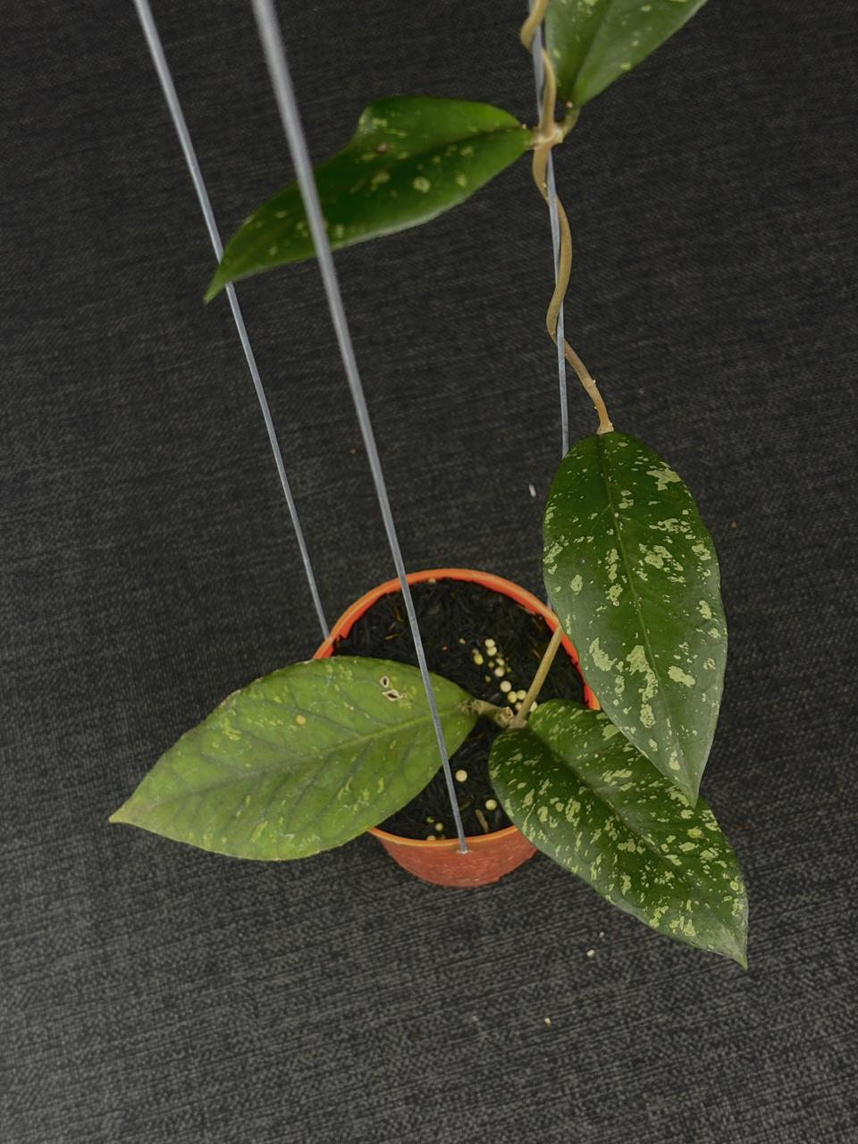 Hoya Sp Aceh Astra Spear
