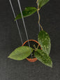 Hoya Sp Aceh Astra Spear