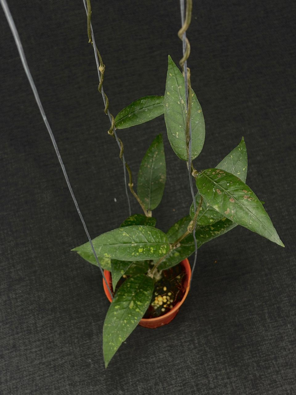 Hoya Sp Aceh Bee001