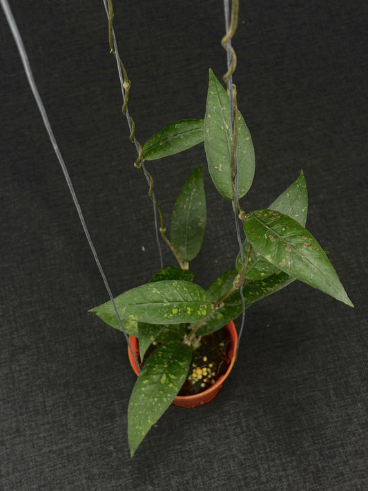 Hoya Sp Aceh Bee001