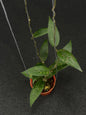 Hoya Sp Aceh Bee001