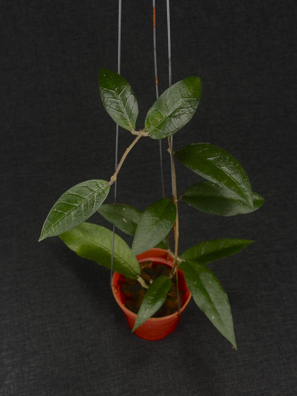 Hoya Sp Aceh Midnight