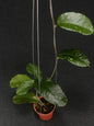 Hoya Sp Aceh X10