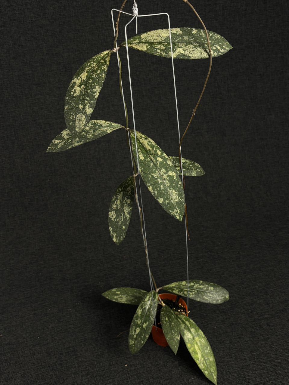 Hoya Clemensiorum Silver