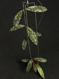 Hoya Clemensiorum Silver