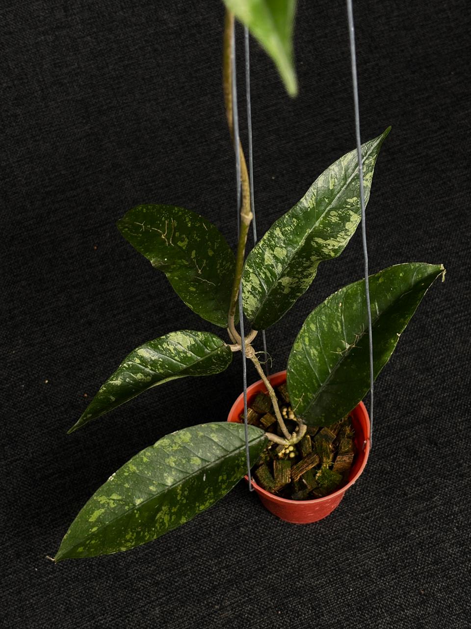 Hoya Sp Aceh BEE015