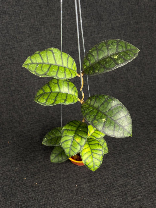 Hoya Callistophylla Obsidian