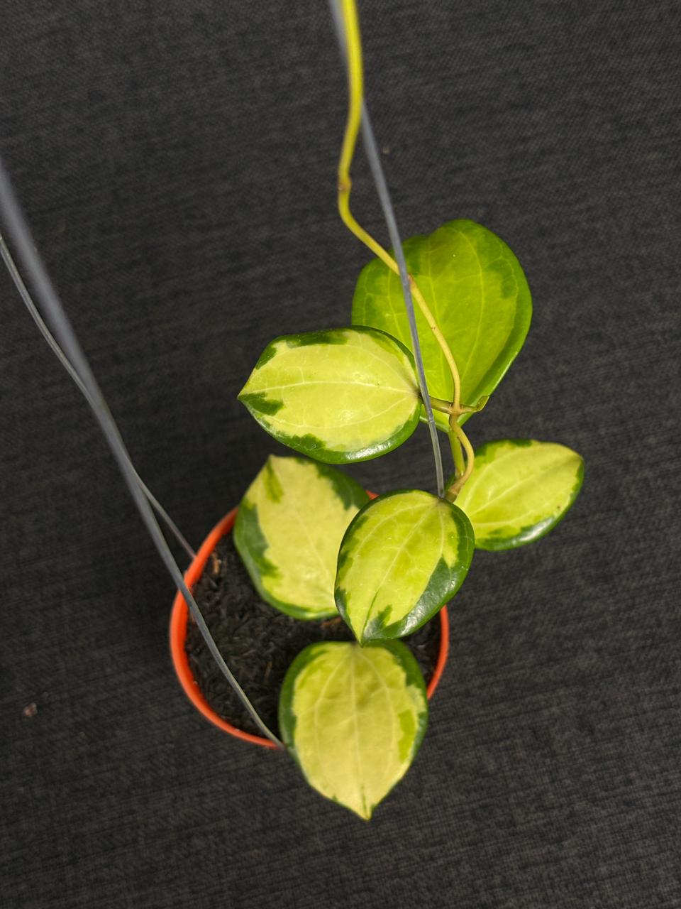Hoya Merrillii Variegated