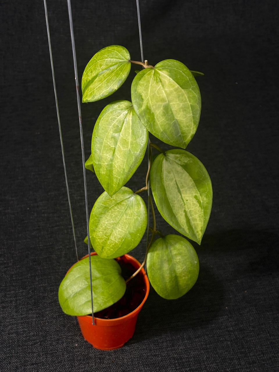 Hoya Glabra Inner Variegated